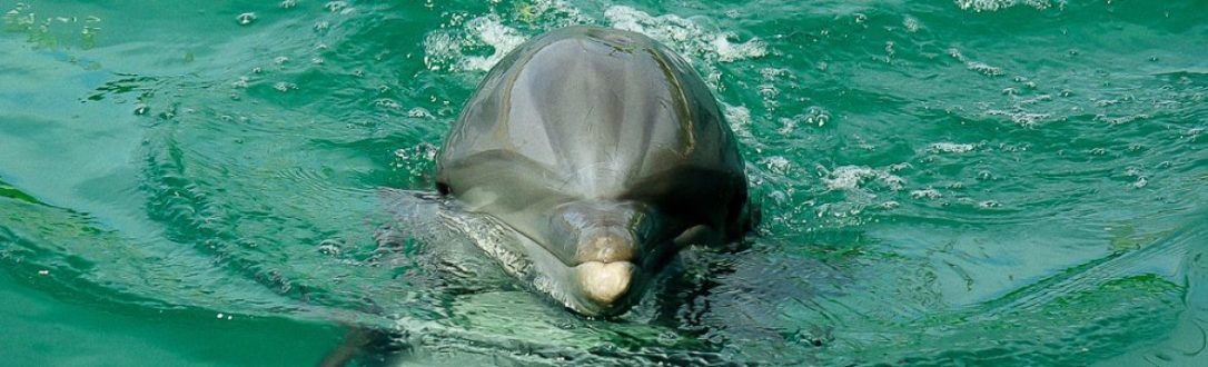 cropped-dolphin-kiss-e14885867408192.jpg